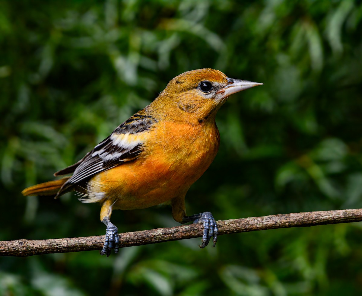 Baltimore Oriole - ML633919529