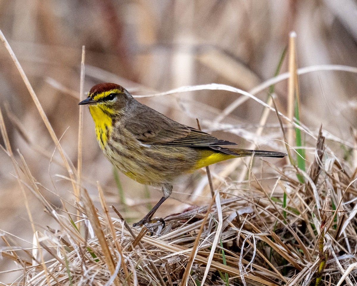 Palm Warbler - ML633919587