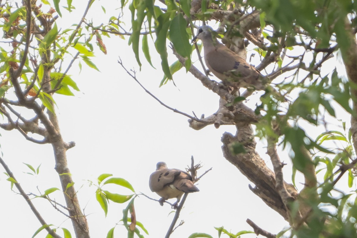Black-billed Wood-Dove - ML633919591