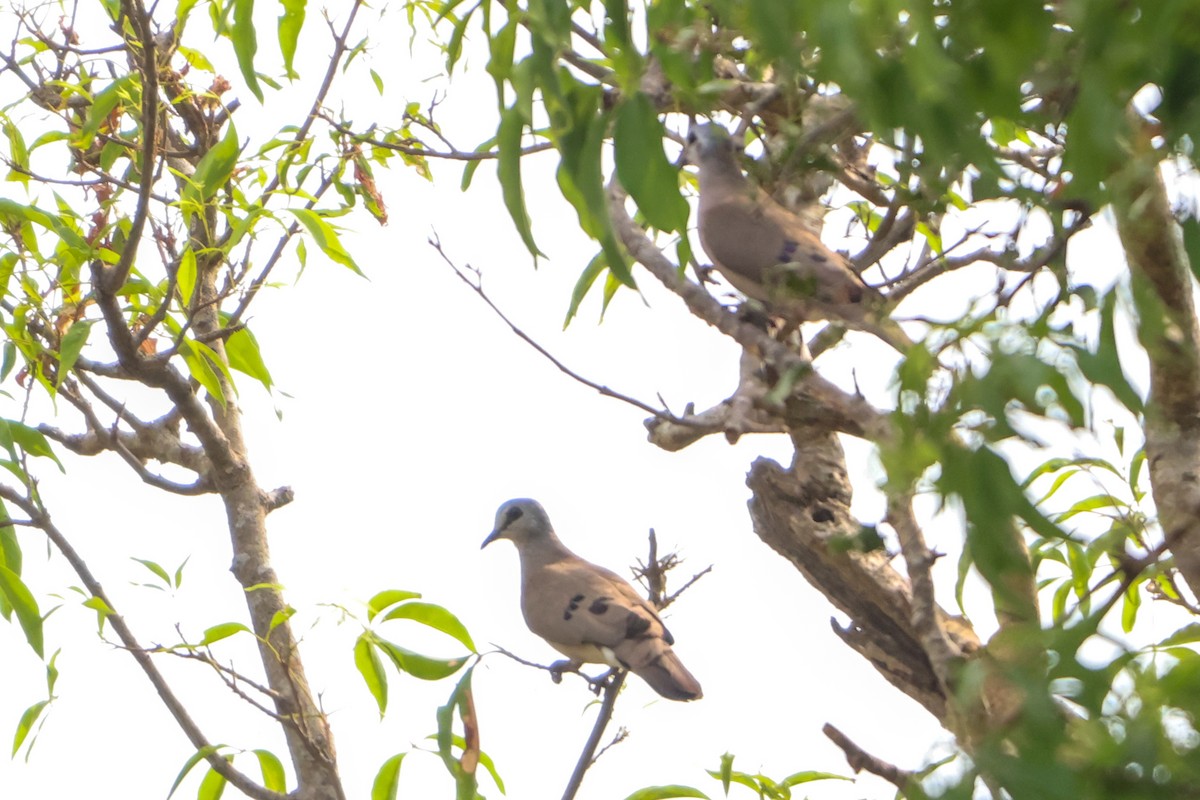 Black-billed Wood-Dove - ML633919592