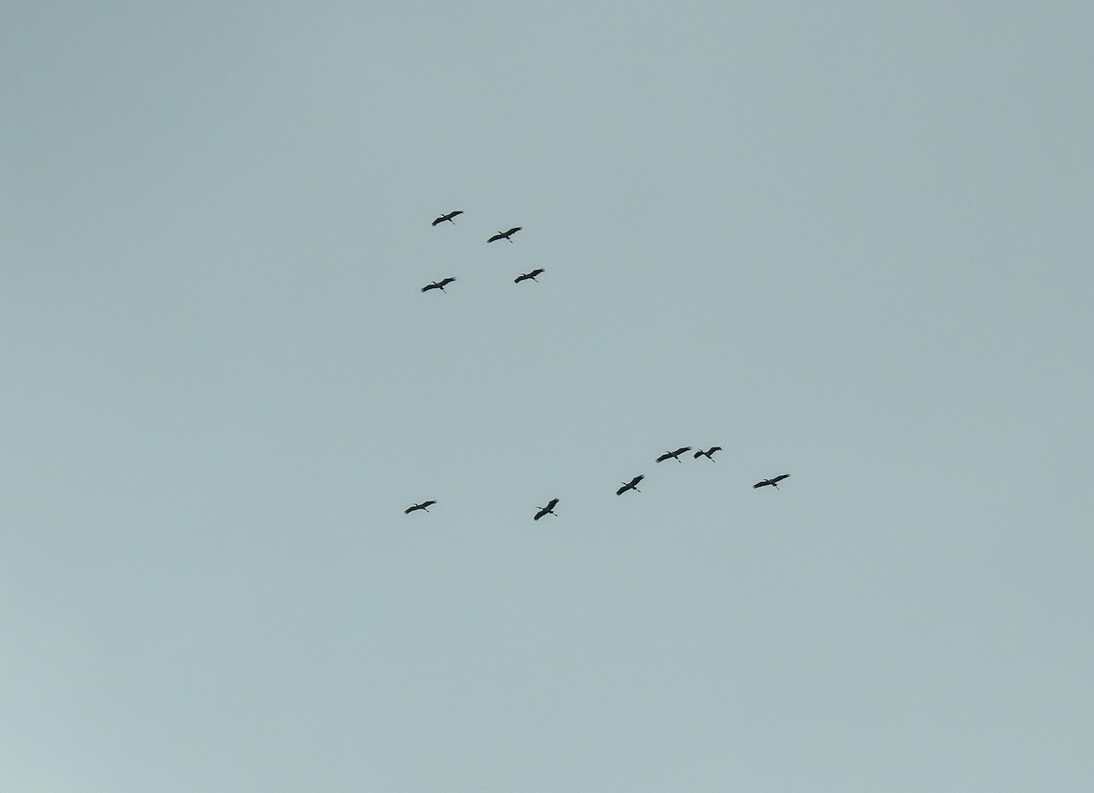 Wood Stork - ML633919659