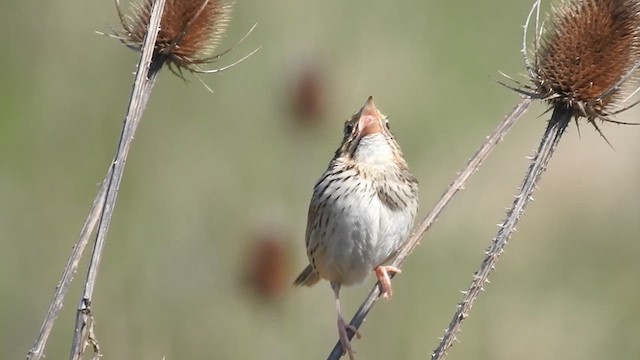 Henslow's Sparrow - ML633919939