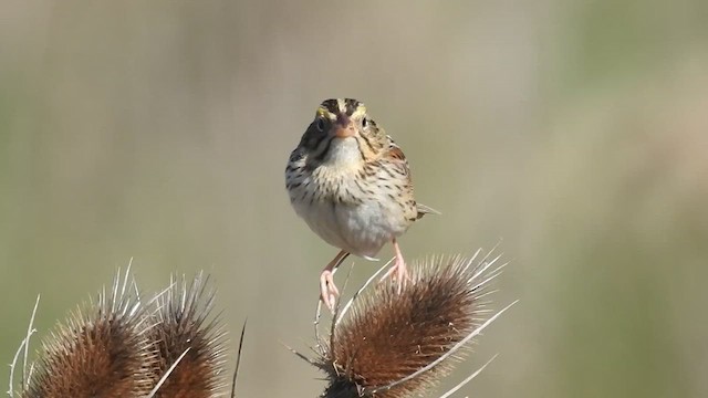 Henslow's Sparrow - ML633919941