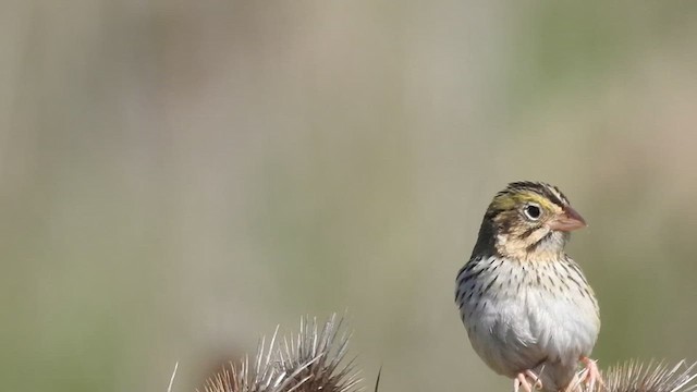 Henslow's Sparrow - ML633919942