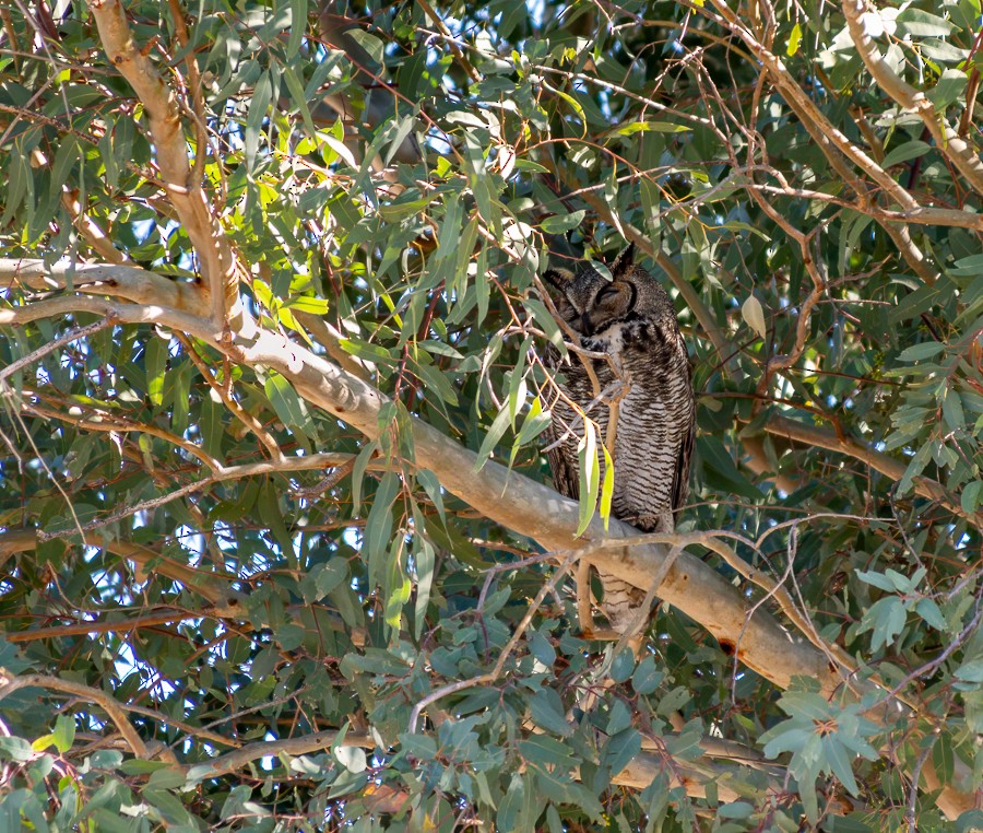 Great Horned Owl - ML633919945