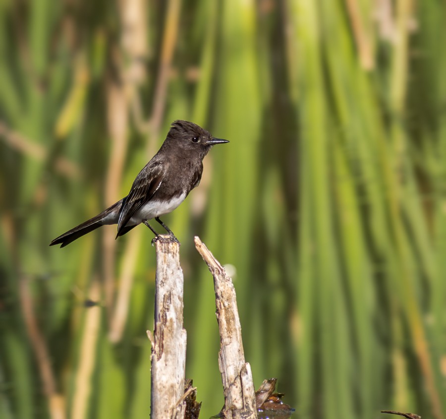 Black Phoebe - ML633919963