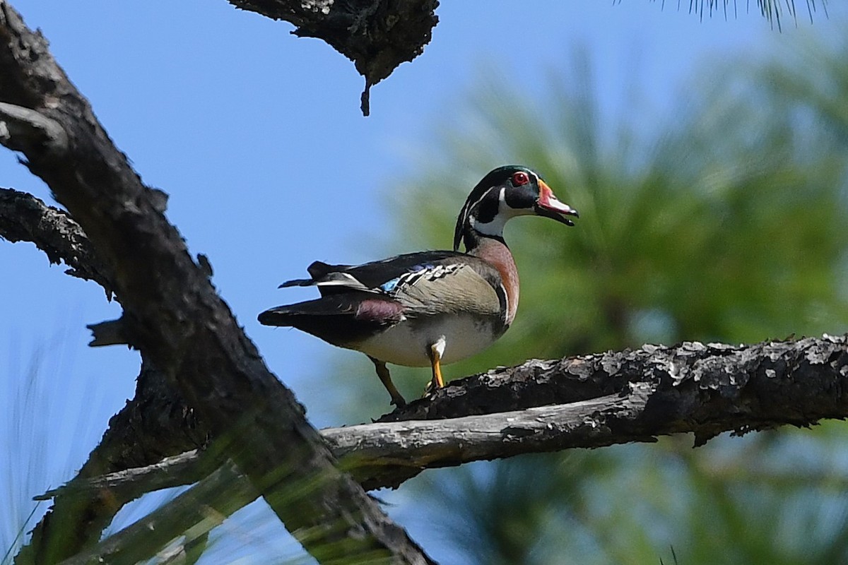 Wood Duck - ML633919974