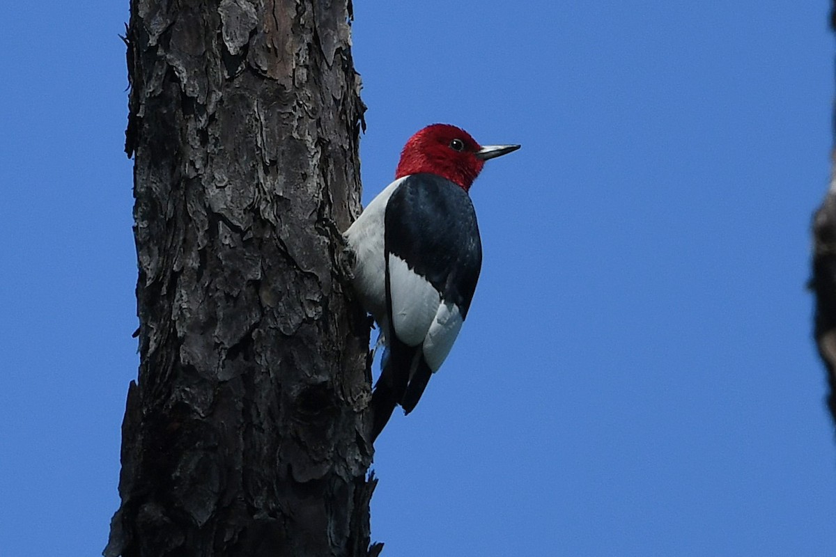 Red-headed Woodpecker - ML633919977
