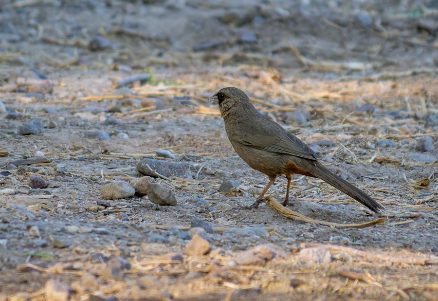 Abert's Towhee - ML633919978