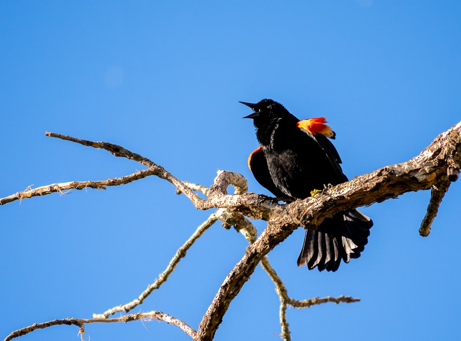 Red-winged Blackbird - ML633919988