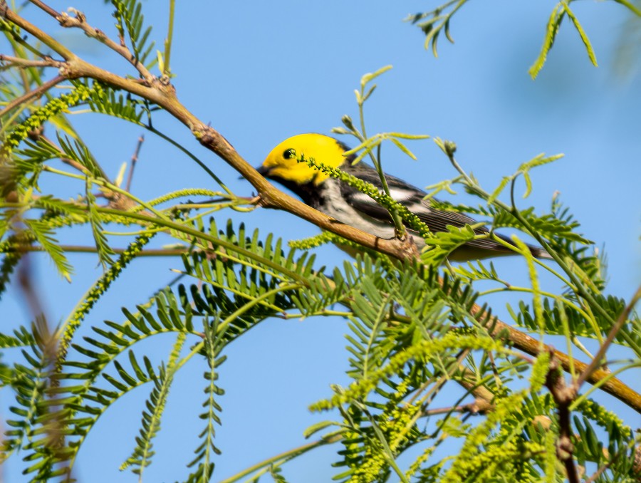 Hermit Warbler - ML633919992