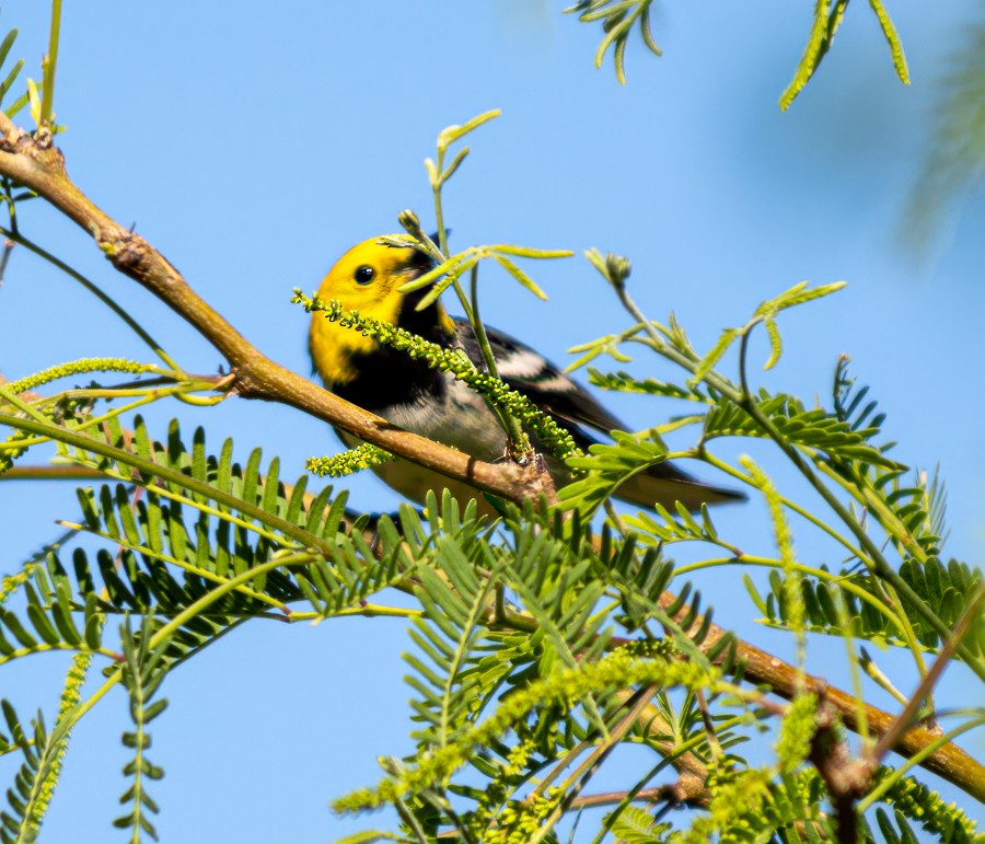 Hermit Warbler - ML633919996
