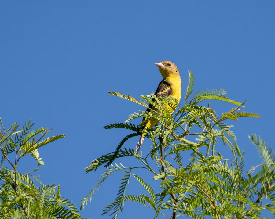 Western Tanager - ML633920007