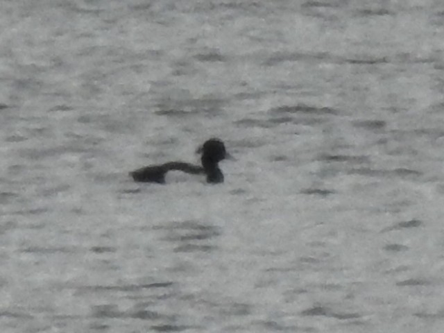 Tufted Duck - ML633920031