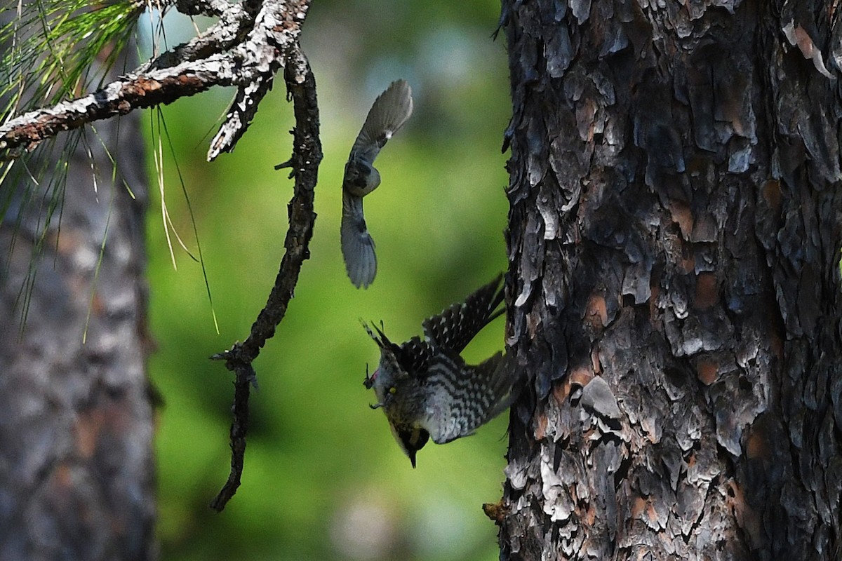 Red-cockaded Woodpecker - ML633920043