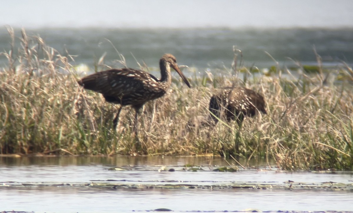 Limpkin - ML633920271