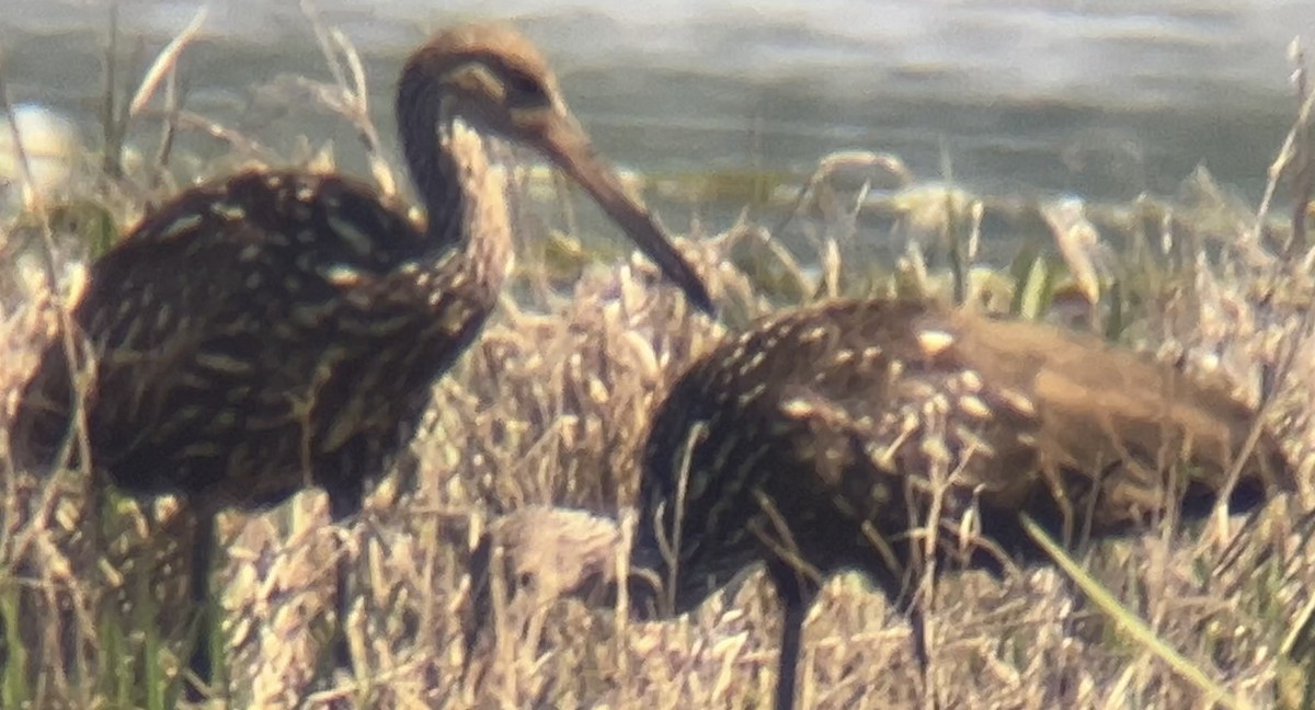 Limpkin - ML633920274