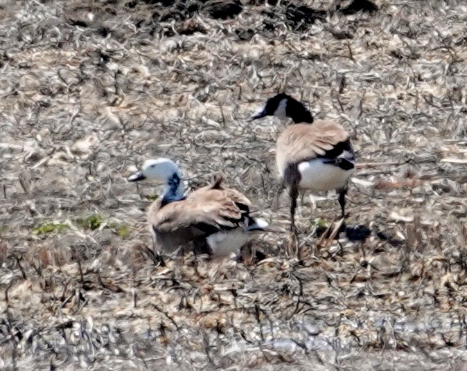 Snow x Canada Goose (hybrid) - ML633920304