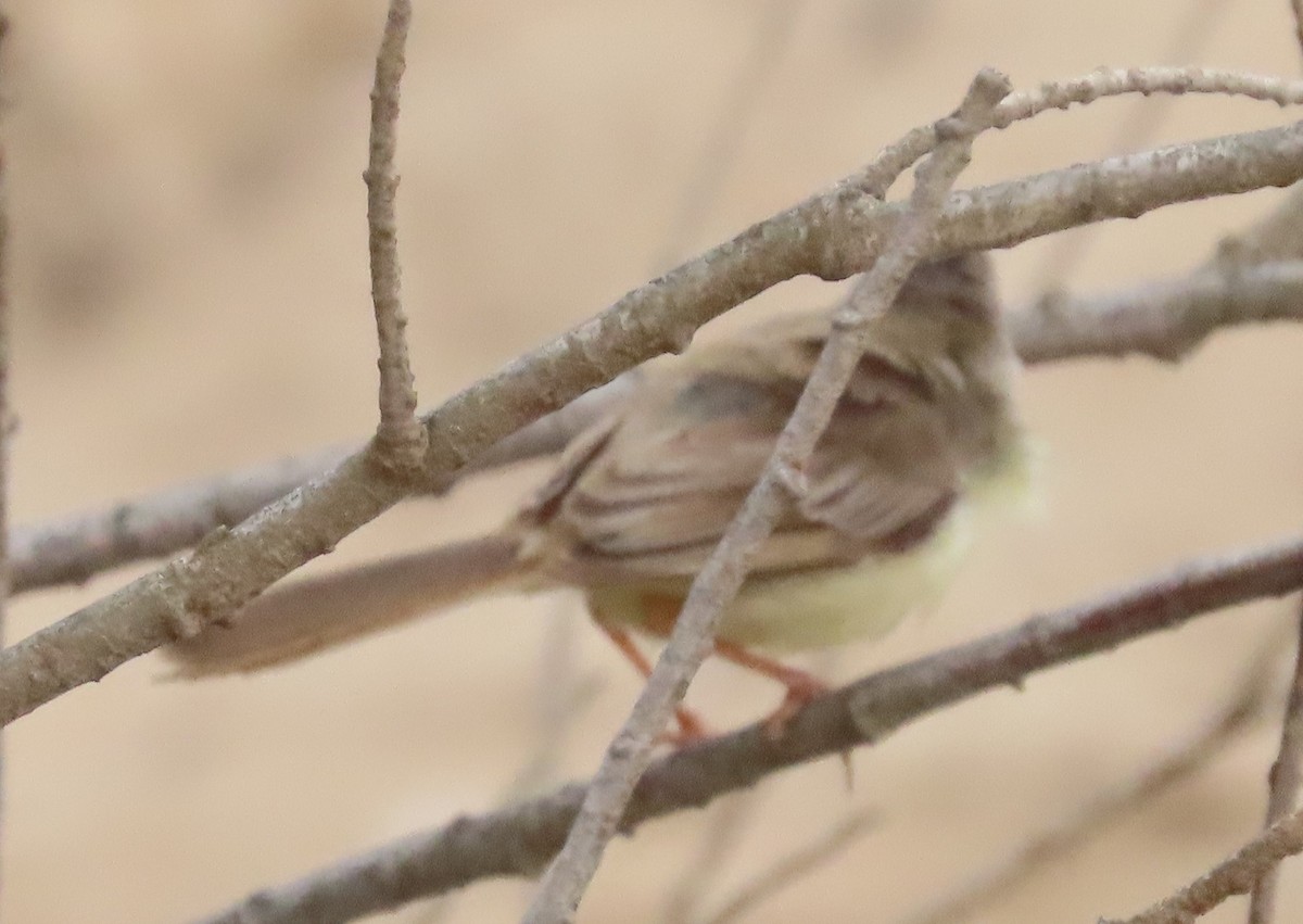 Black-chested Prinia - ML633920311