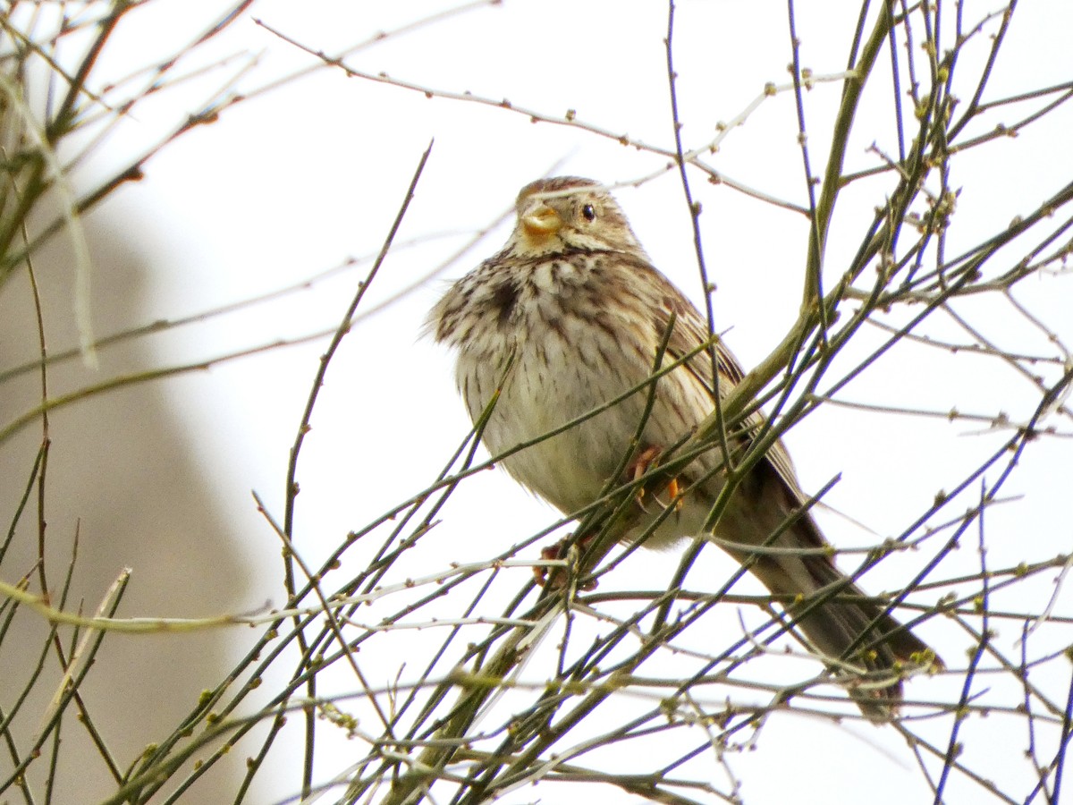Corn Bunting - ML633920385