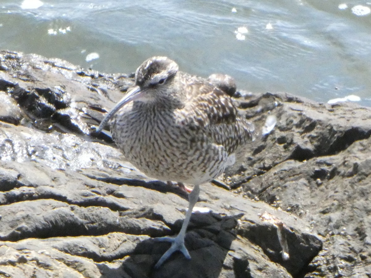 Eurasian Whimbrel - ML633920856