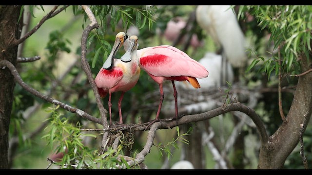 Roseate Spoonbill - ML633921064