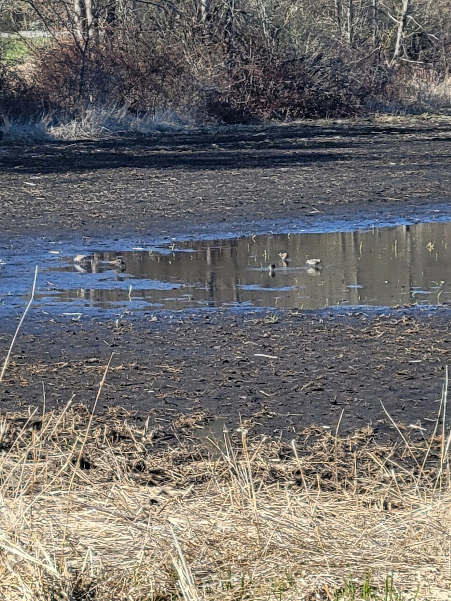 Wilson's Snipe - ML633921070