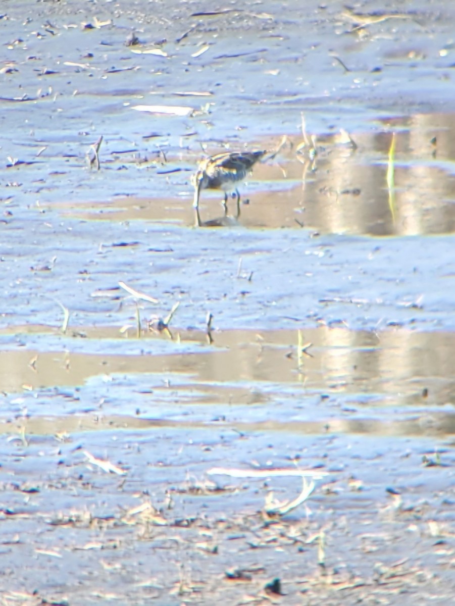 Wilson's Snipe - ML633921071