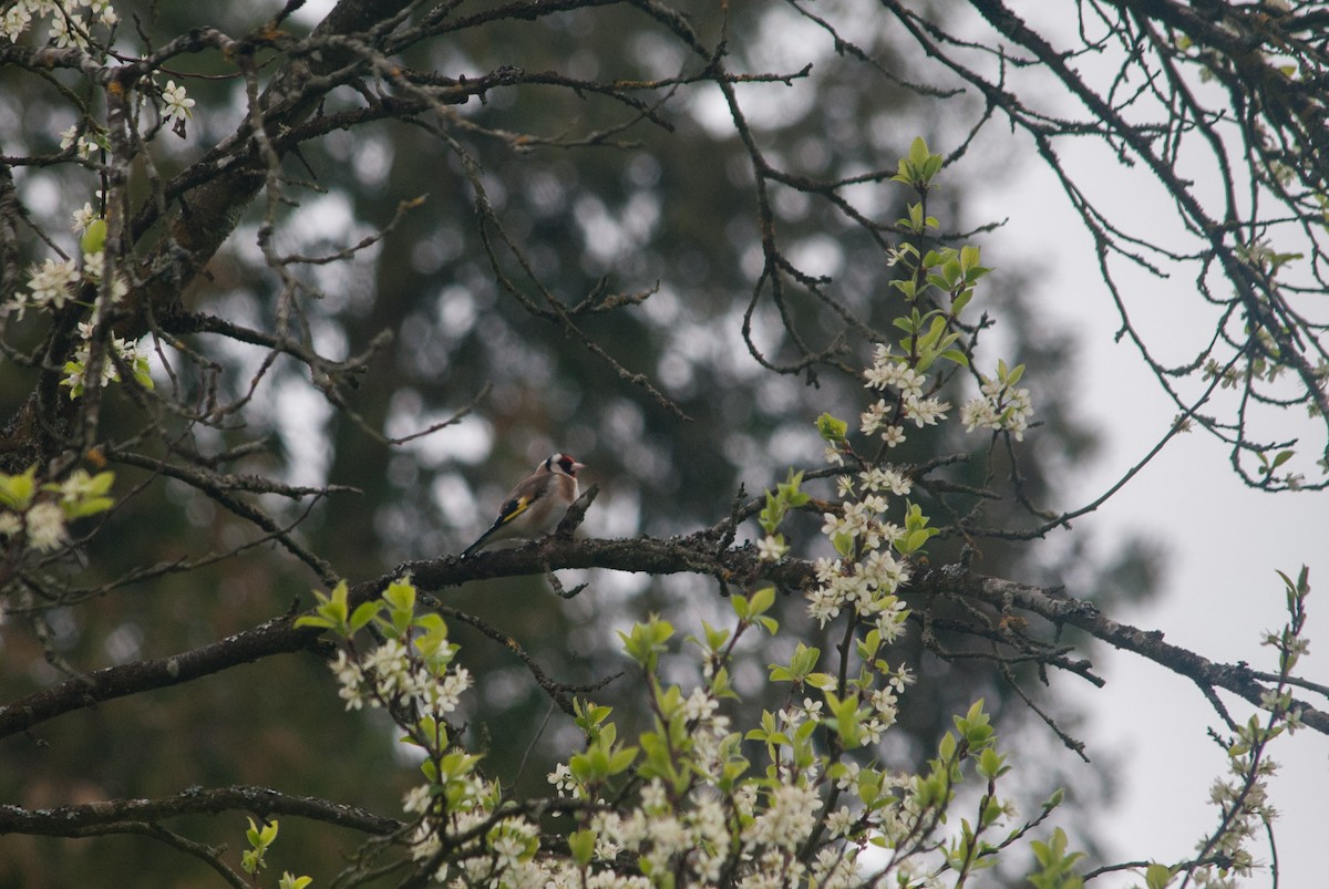 European Goldfinch - ML633921086