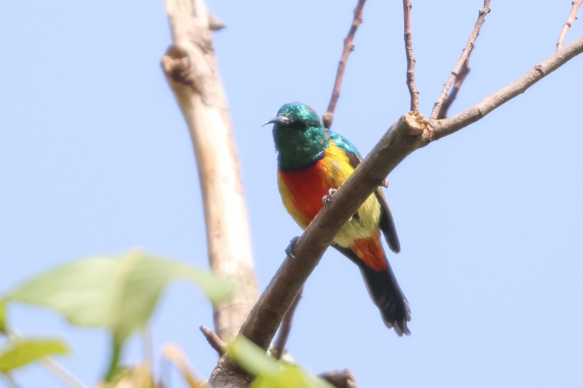 Regal Sunbird - ML633921165
