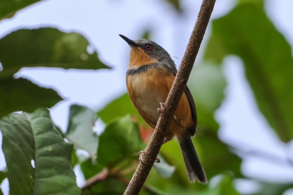 Rwenzori Apalis - ML633921171