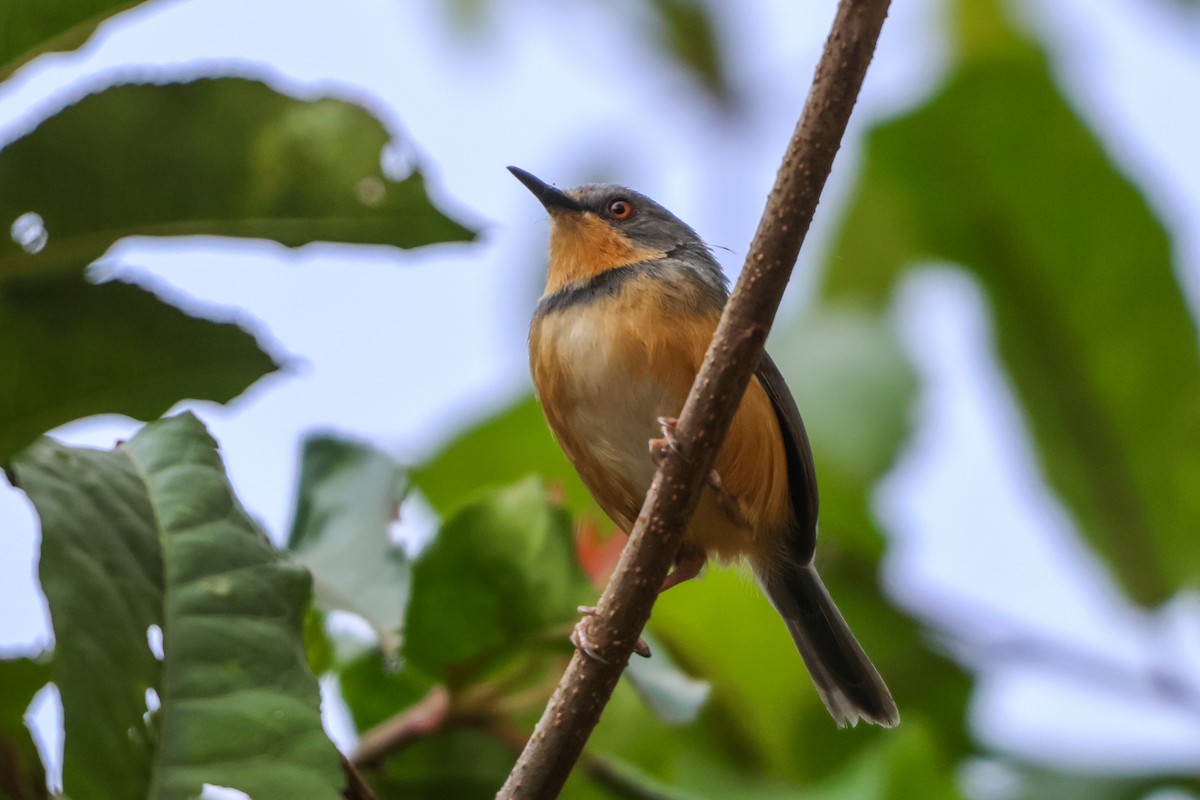 Rwenzori Apalis - ML633921172