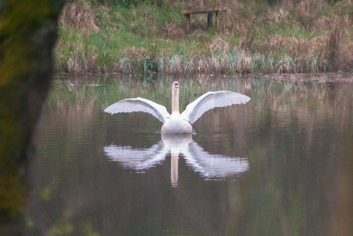 Mute Swan - ML633921184