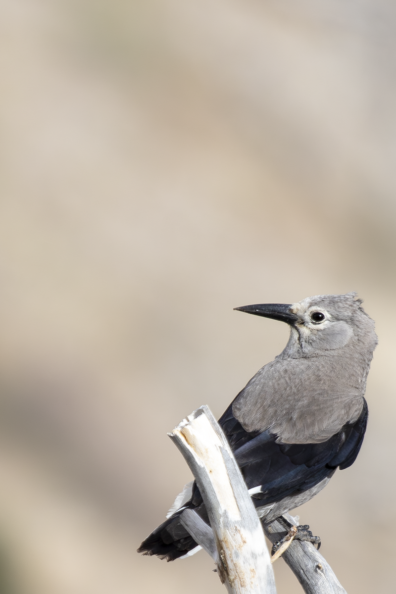 Clark's Nutcracker - ML633921237