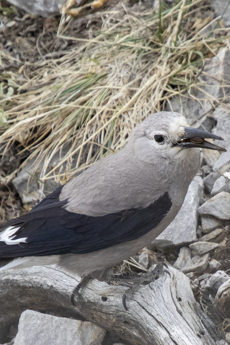 Clark's Nutcracker - ML633921240