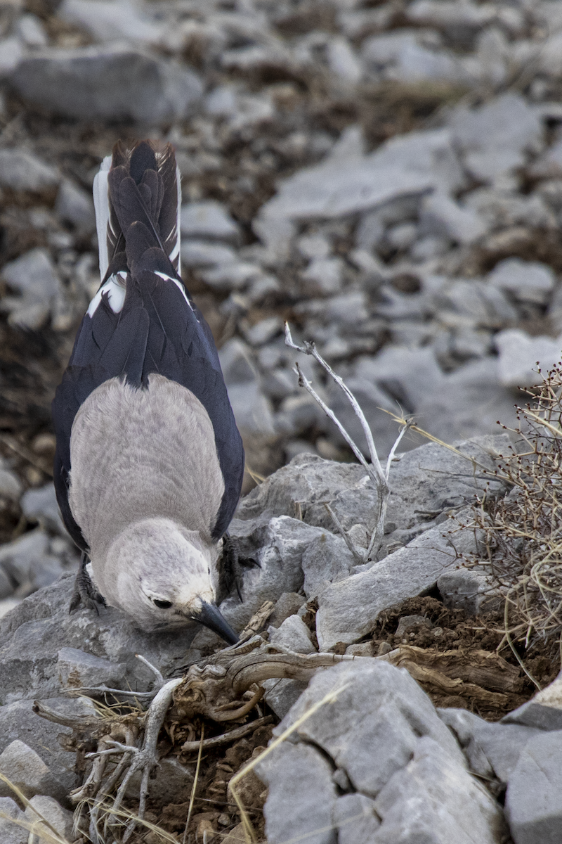 Clark's Nutcracker - ML633921241