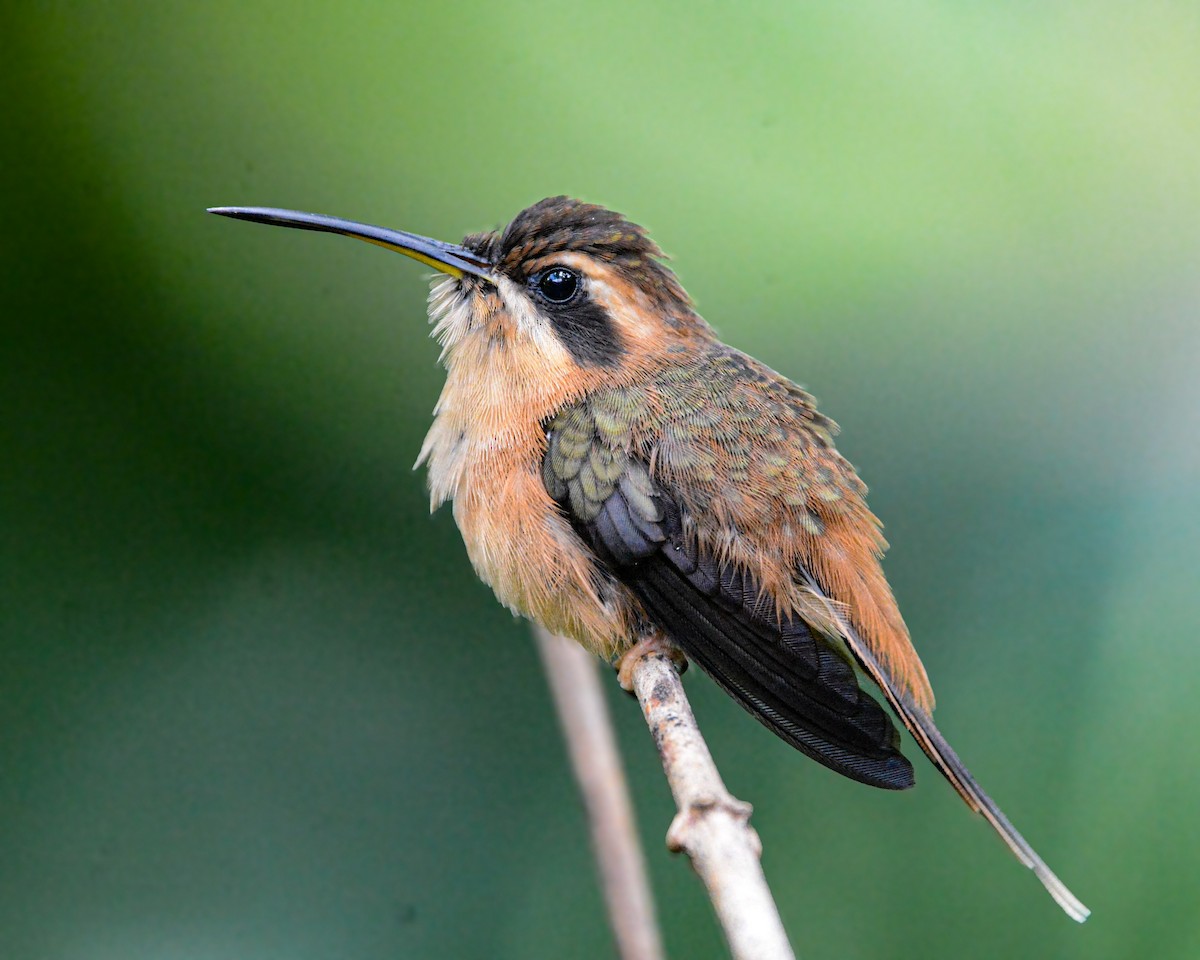 Stripe-throated Hermit - ML633921249