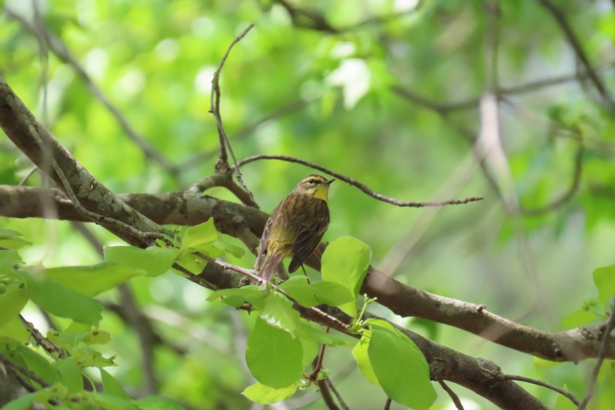 Palm Warbler - ML633921369