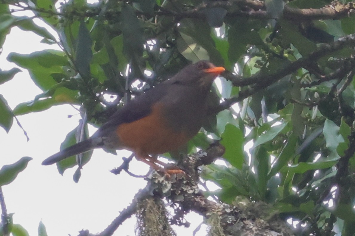 Abyssinian Thrush - ML633921443