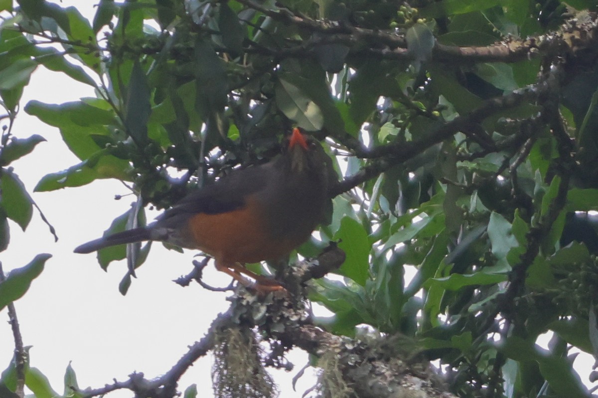Abyssinian Thrush - ML633921444