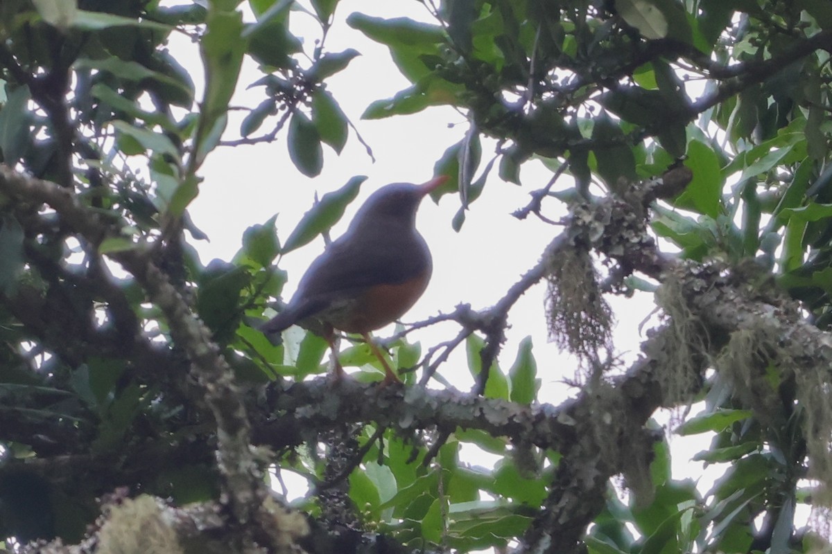 Abyssinian Thrush - ML633921445