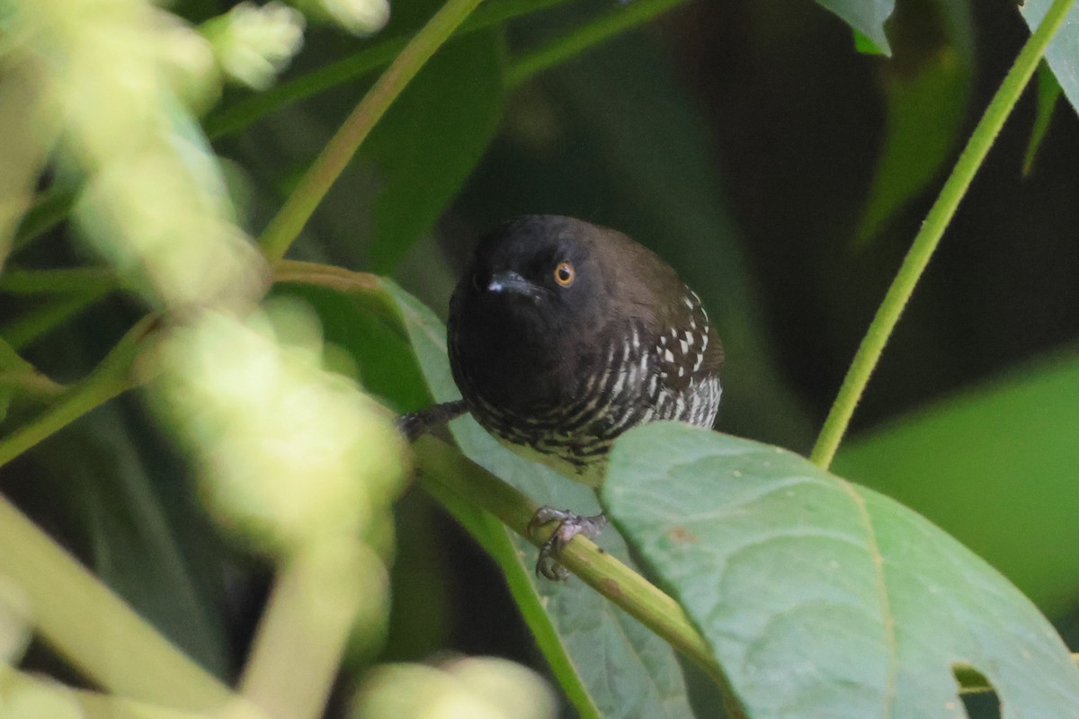 Prinia rayée - ML633921469