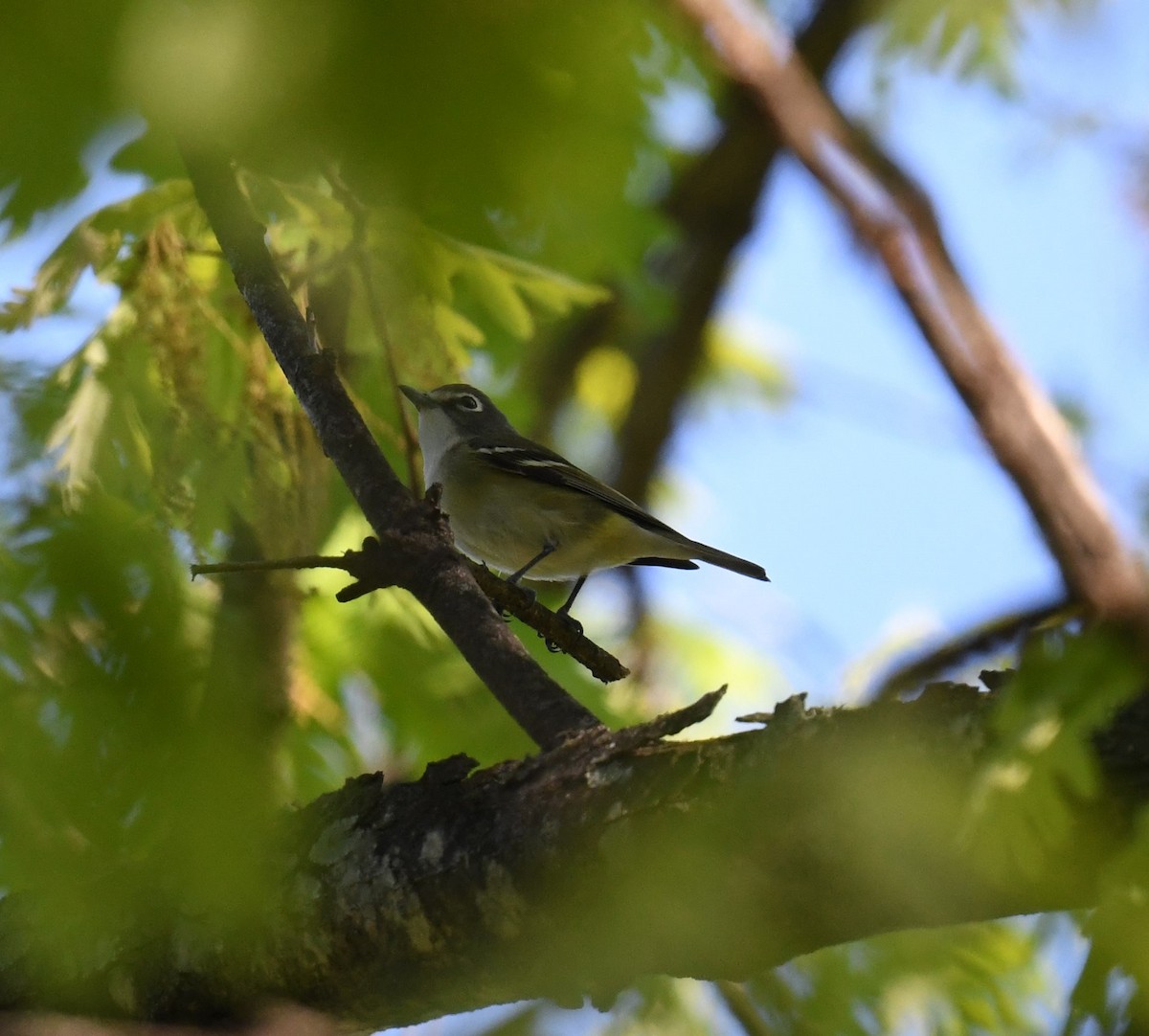 Blue-headed Vireo - ML633921477