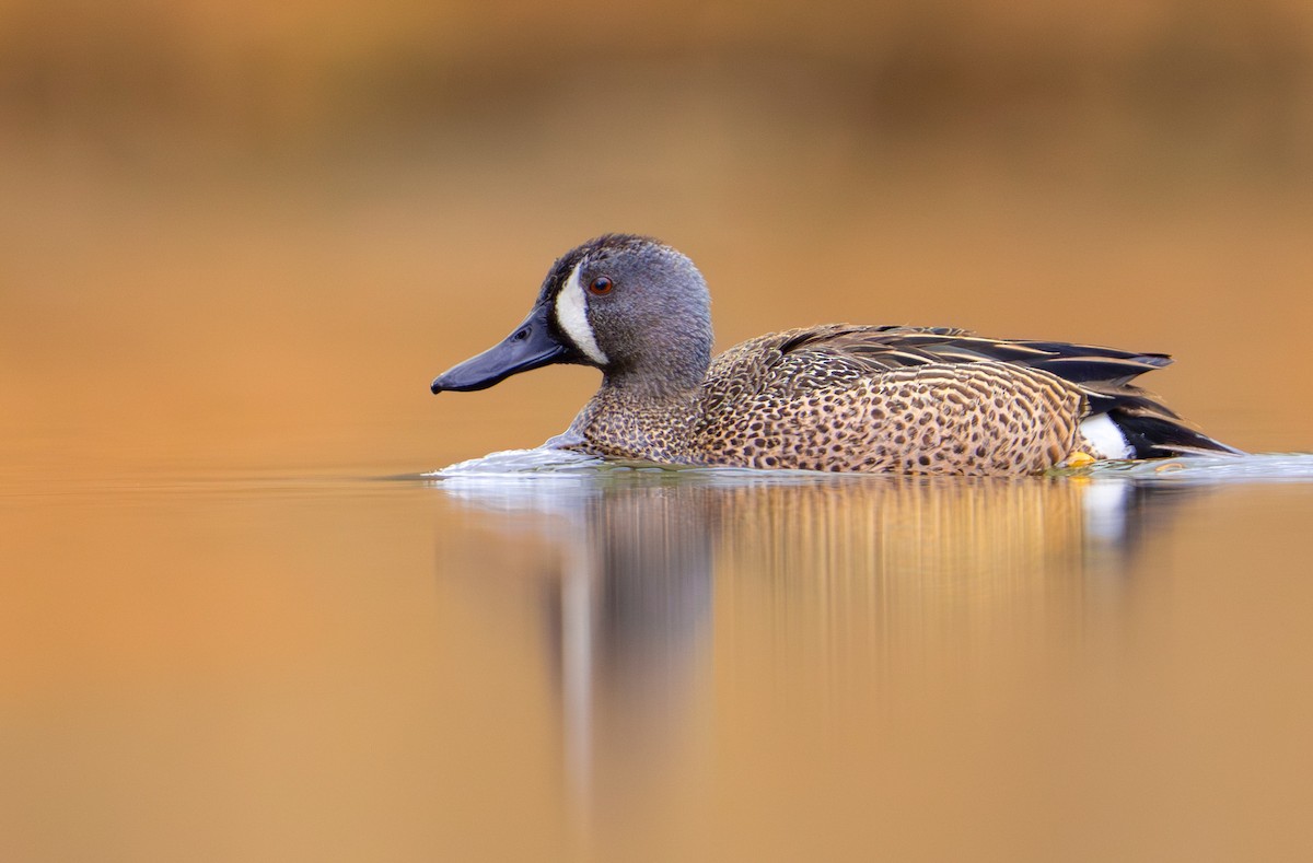 Blue-winged Teal - ML633921513
