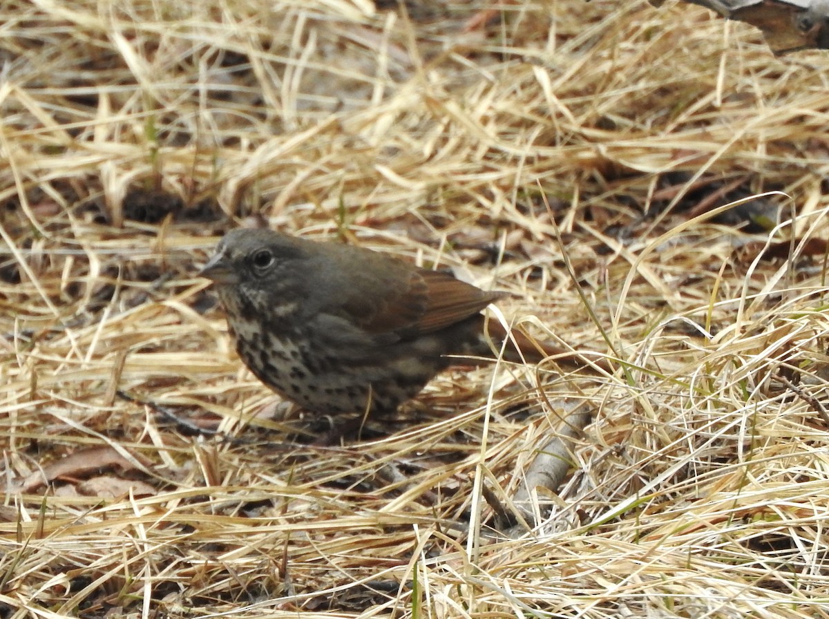 Fox Sparrow (Slate-colored) - ML633921569