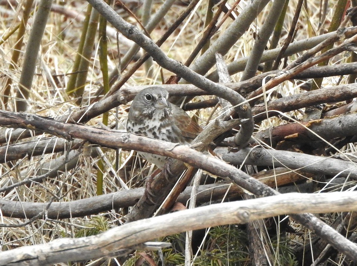 Fox Sparrow (Slate-colored) - ML633921585