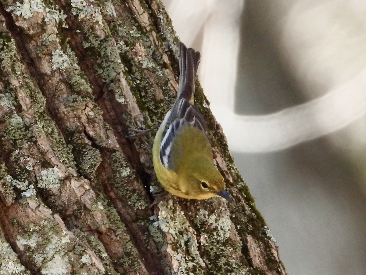 furuparula - ML633922064