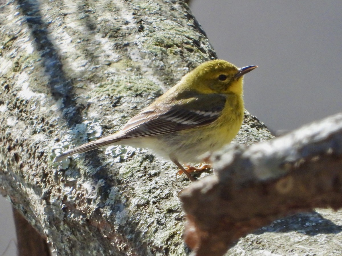furuparula - ML633922065