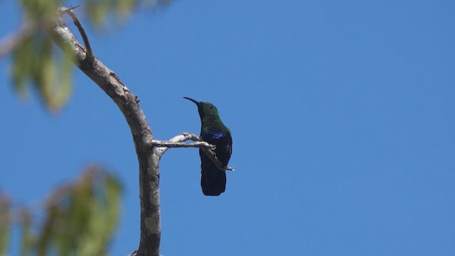 Green-throated Carib - ML633922397