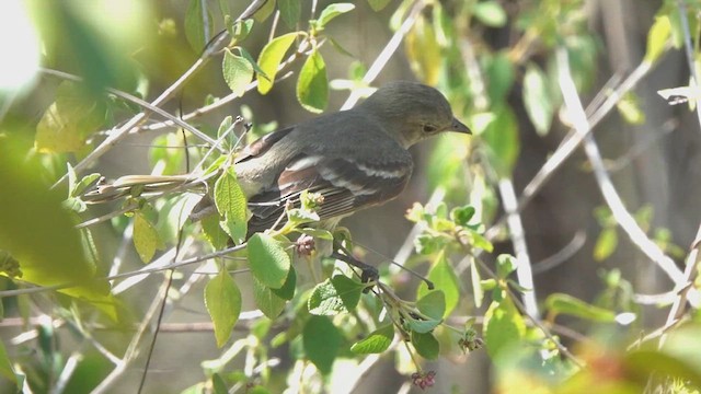 Caribbean Elaenia - ML633922406
